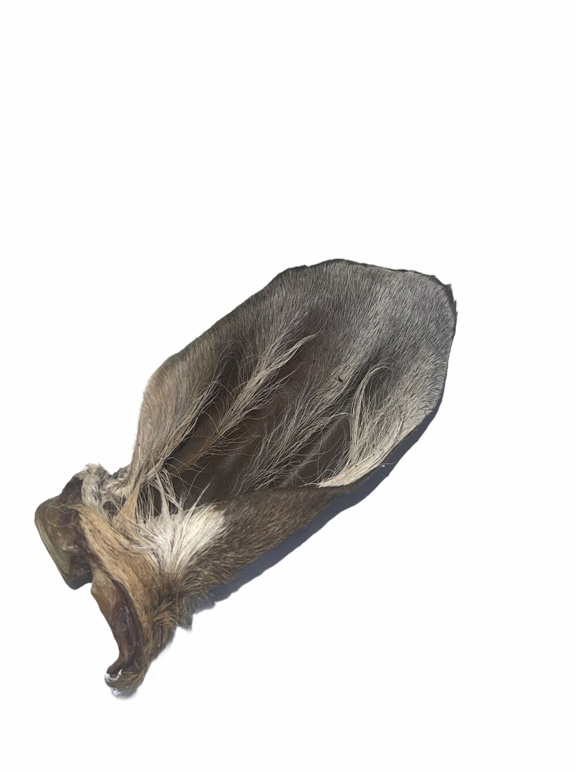 Dehydrated Venison Ear With Hair