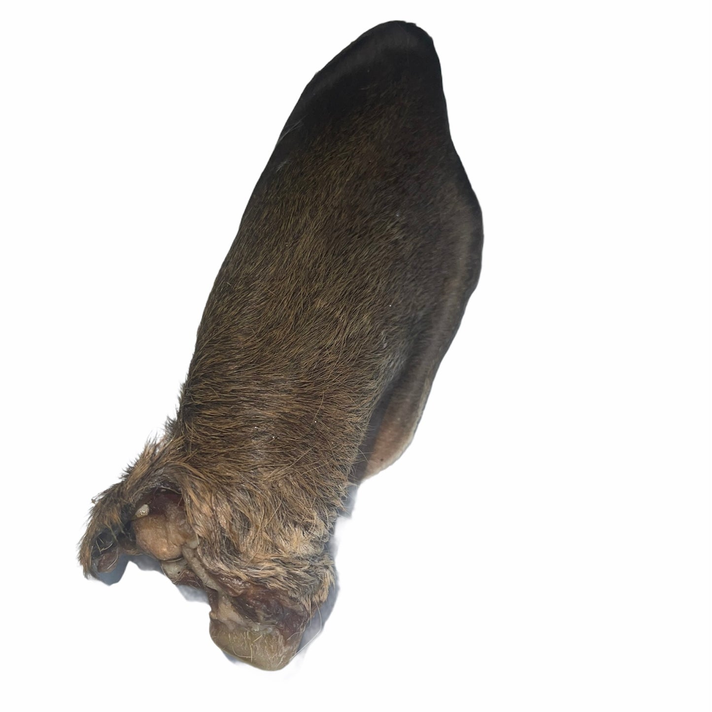 Dehydrated Venison Ear With Hair