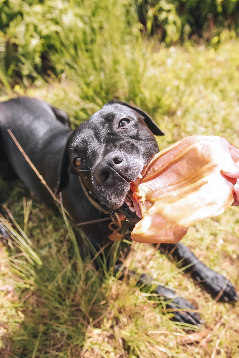 Pig Ear