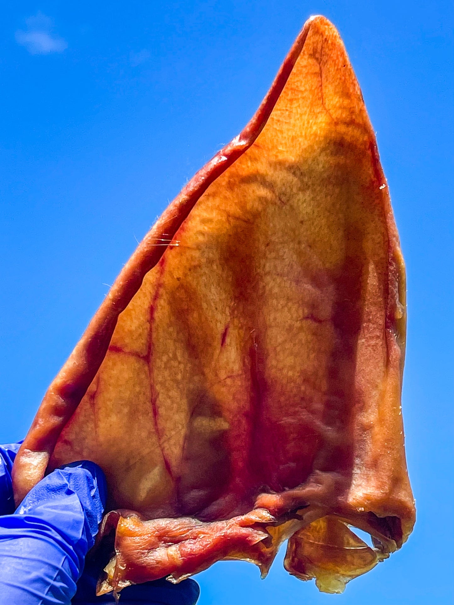 Pig Ear