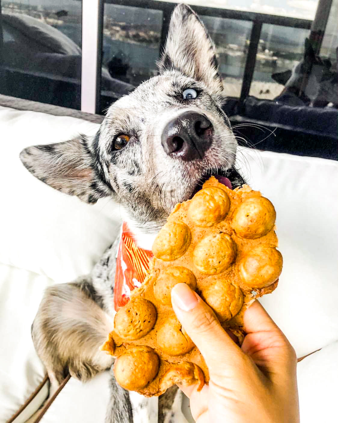 Bubble Waffle